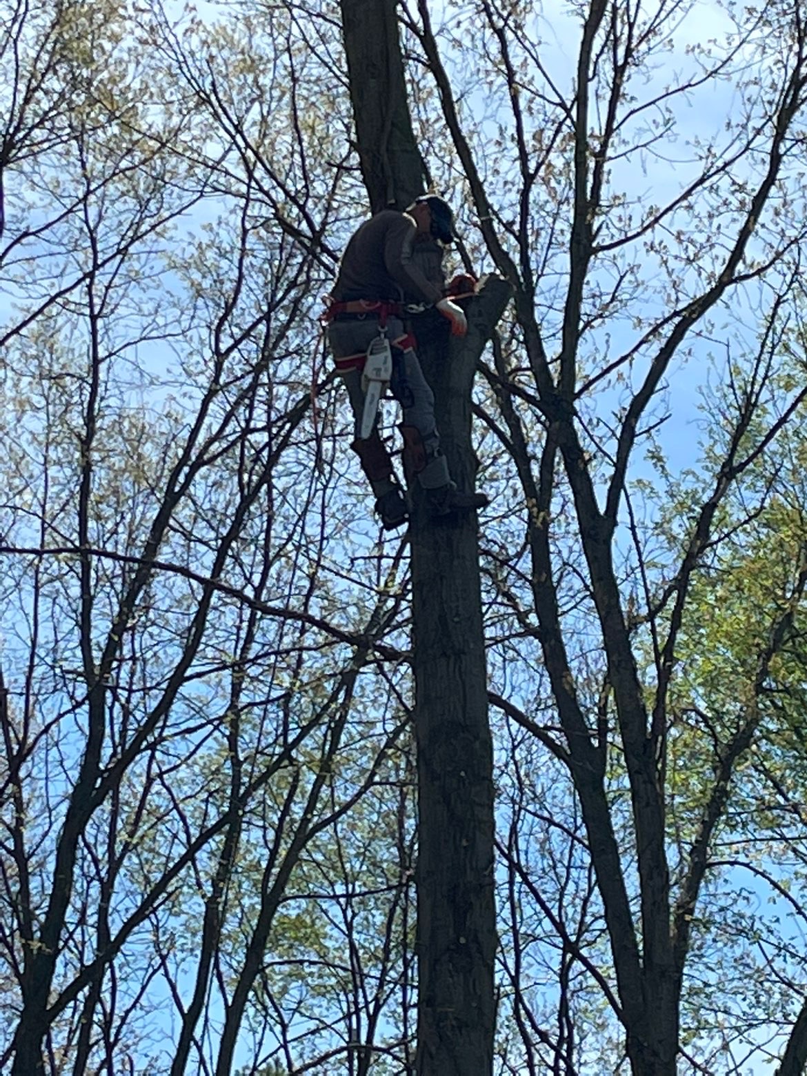 Tree Removal project by Total 1 Landscape